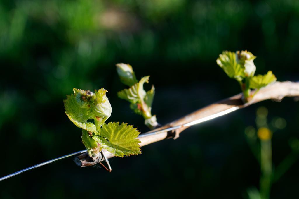 Weingut Winzerzimmer Rothschaedl Leutschach Zewnętrze zdjęcie